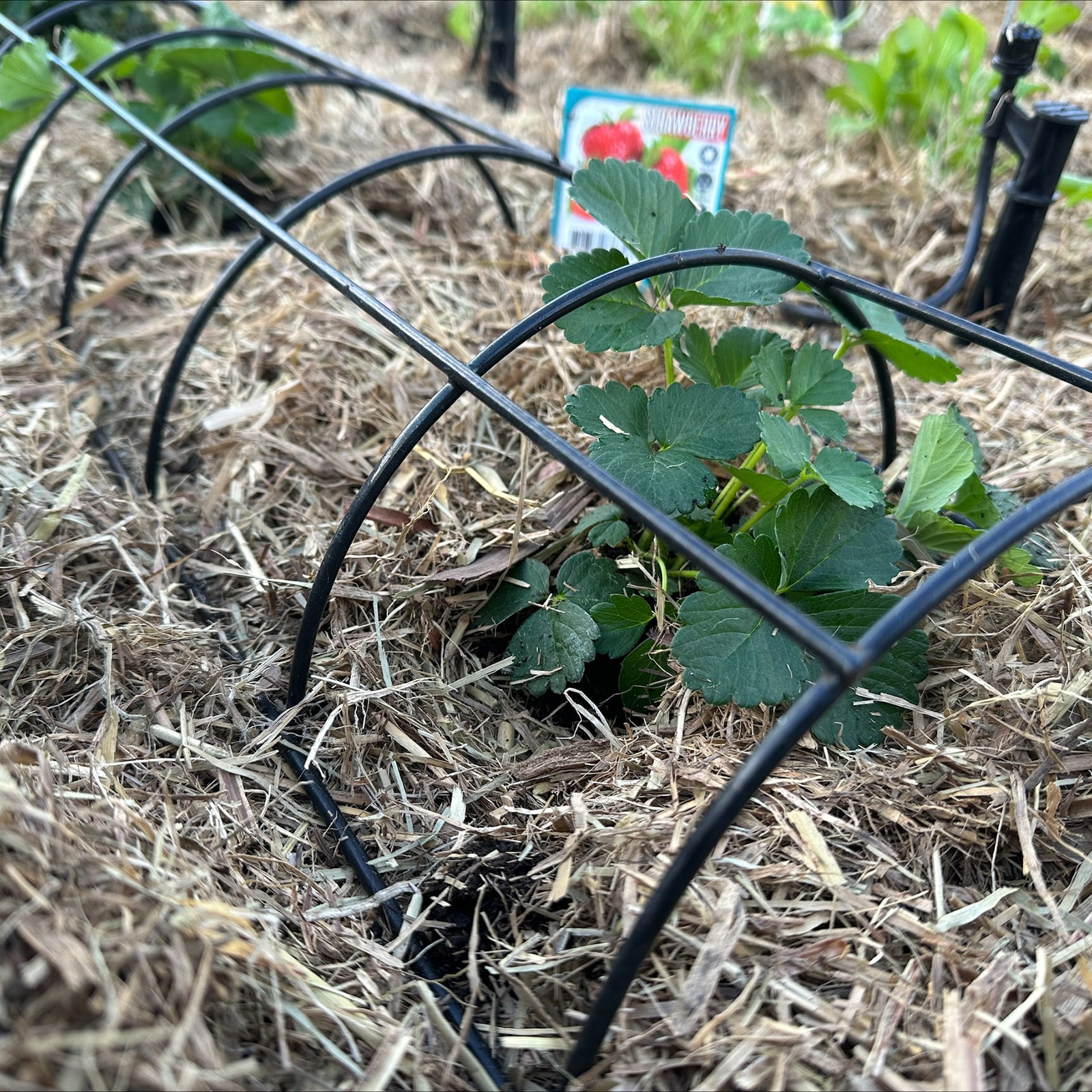 Black downpipe plant trellis installed on an exterior wall, supporting climbing greenery in a narrow garden space