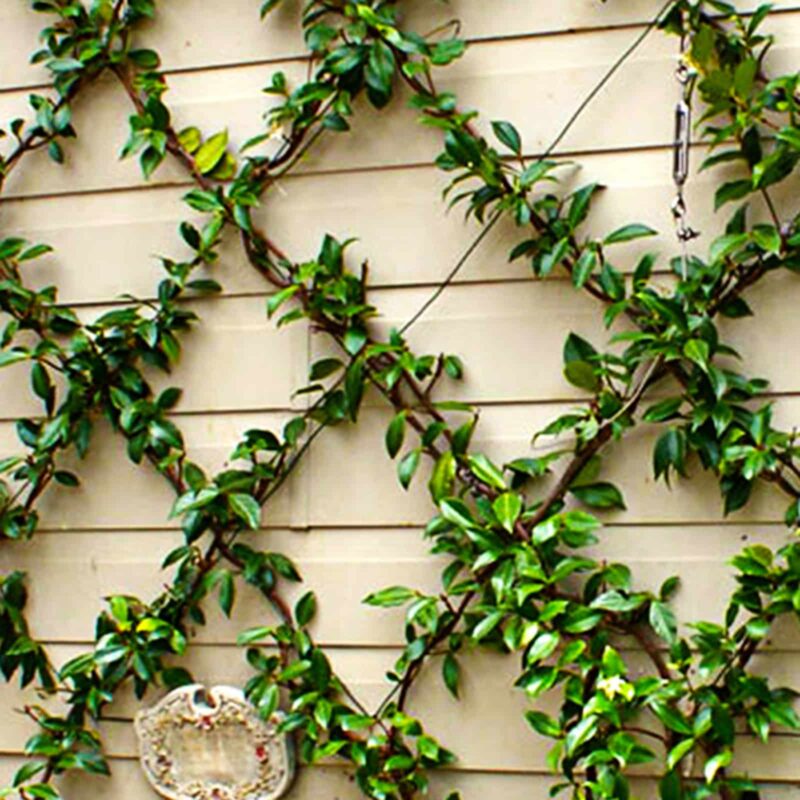 18271 Grip & Grow Trellis Kit