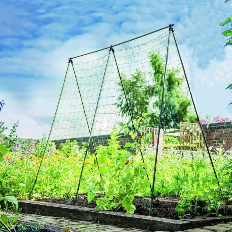 Pea & Bean Frame