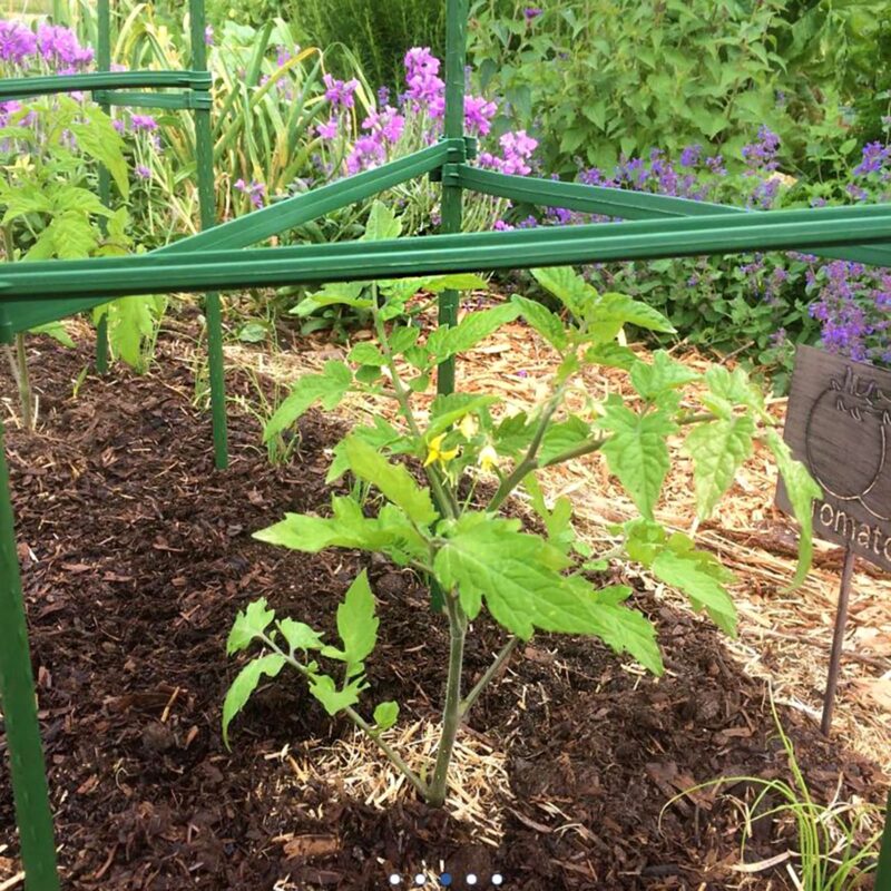 18298 18302 Tomato Cage
