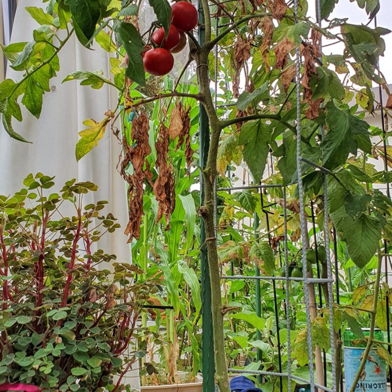 Garden stakes lifestyle credit: up_on_the_roof