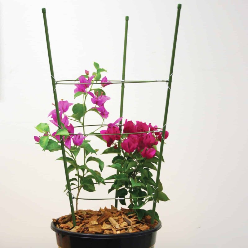 18336 18337 18338 Flower Frames