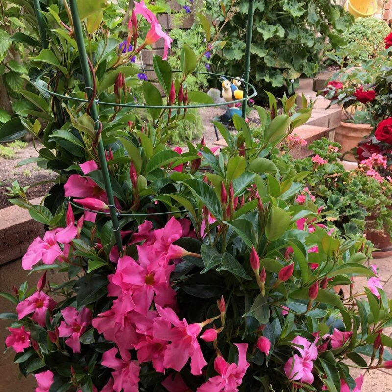18336 18337 18338 Flower Frames