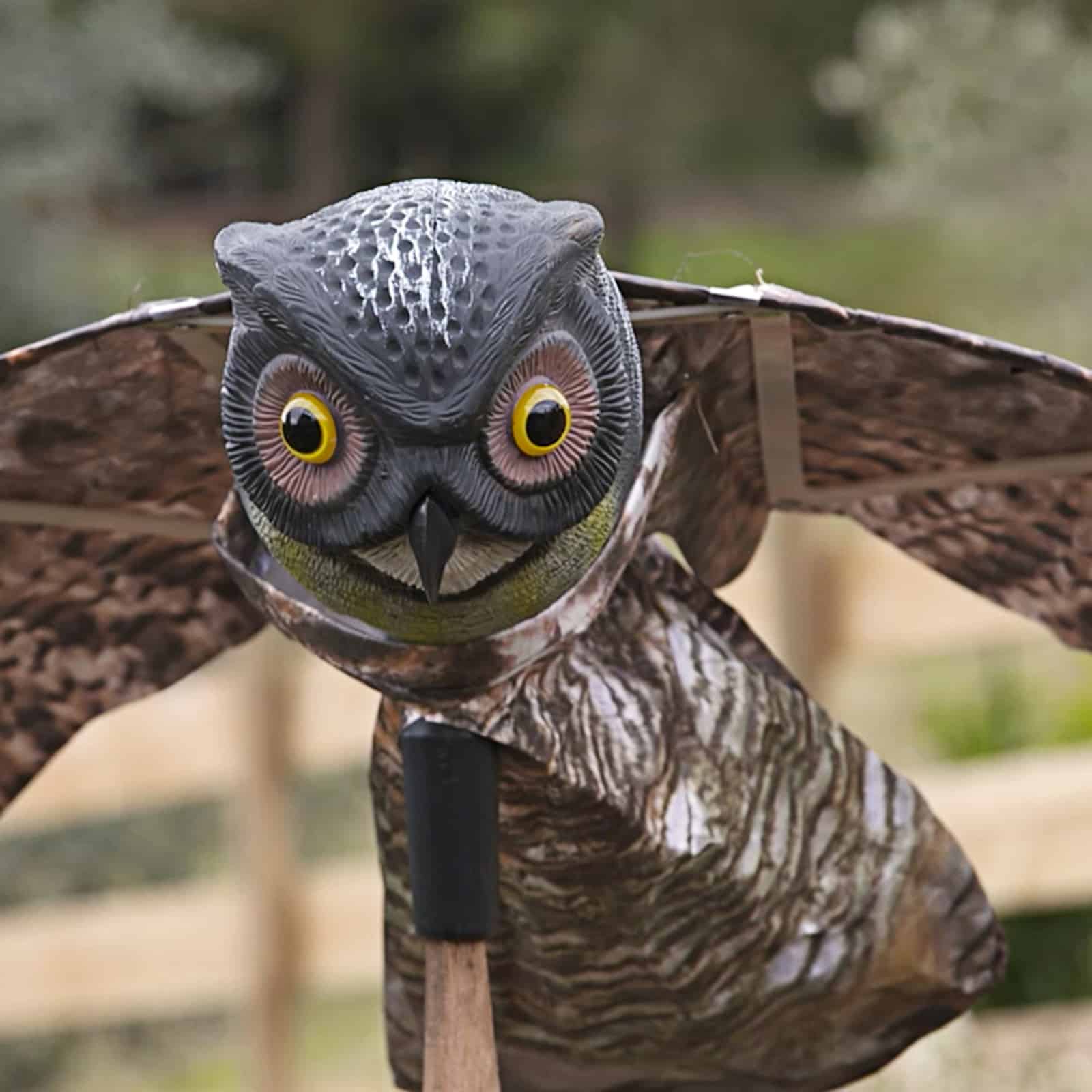 18409 Prowling Owl