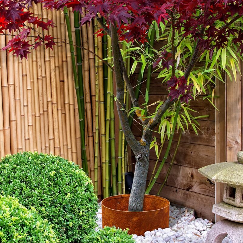 18466 Japanese garden with bamboos and stone lantern Lifestyle