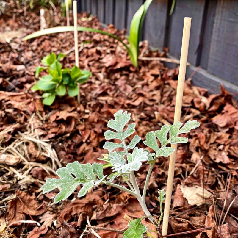 18752 Bamboo Flower Stakes credit: Elisabeth Garden Girl