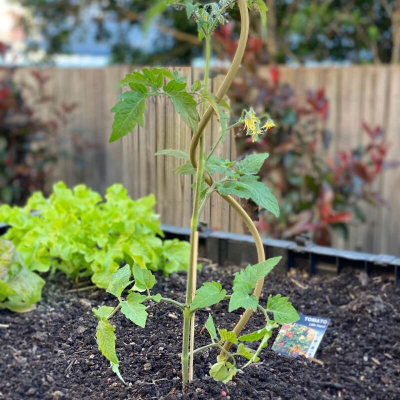 18771 Olive Spiral Vegie Stake Lifestyle