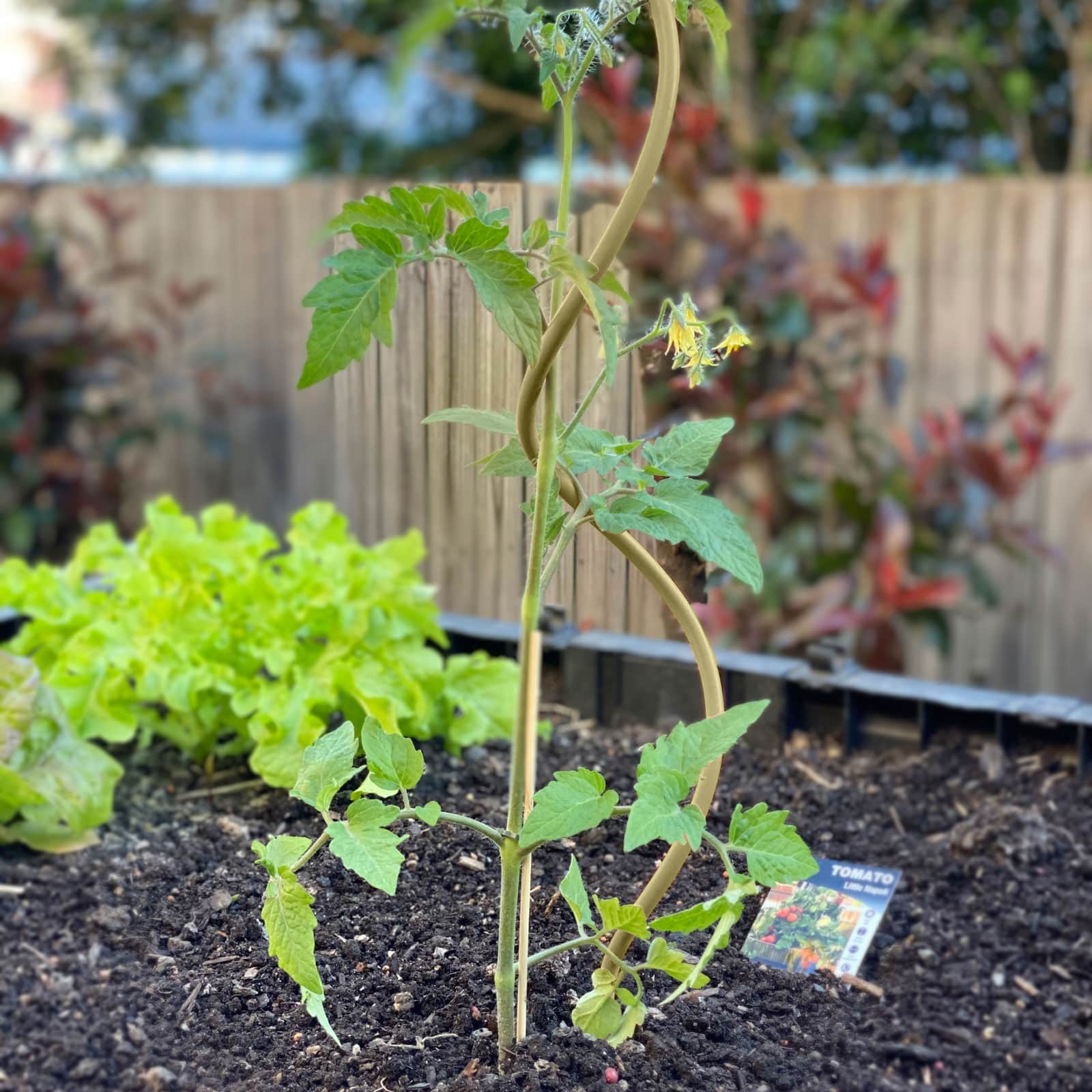 18771 Olive Spiral Vegie Stake Lifestyle
