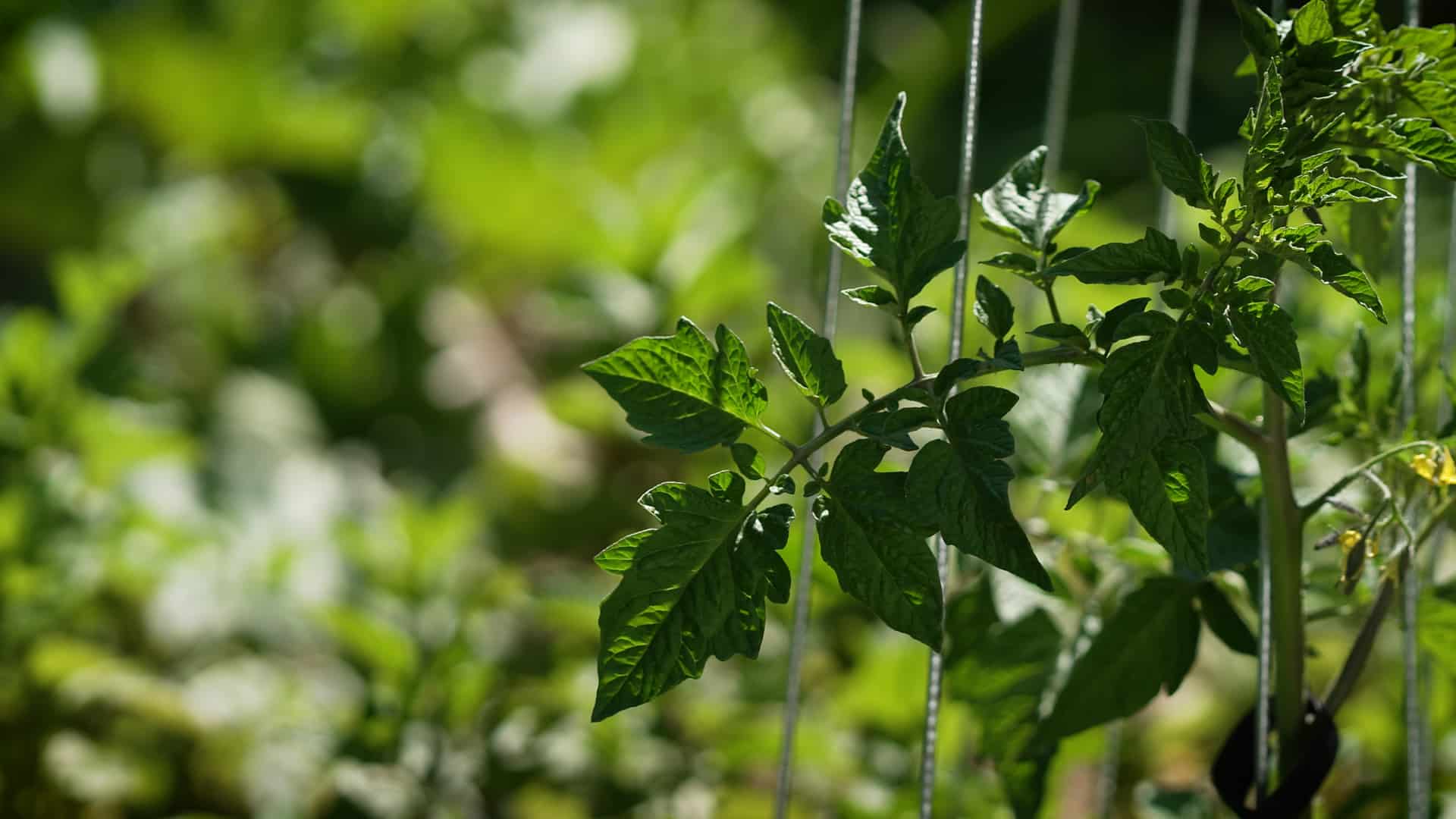 18294-grip+-grow-1350-curved-vegie-frame-lifestyle3-1