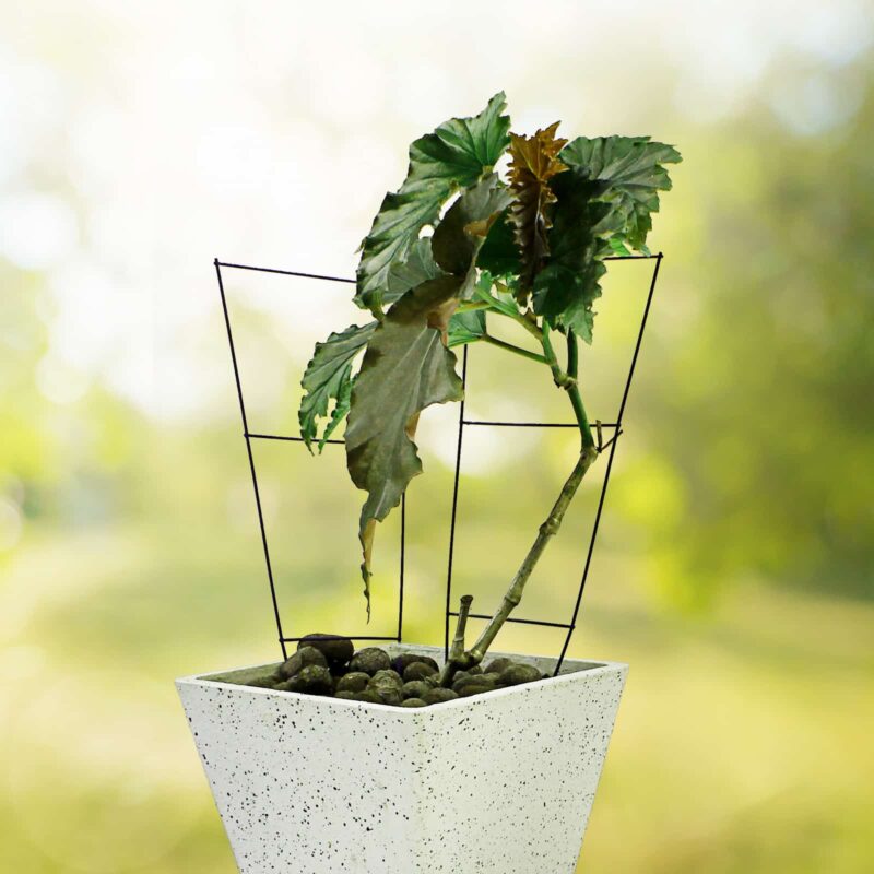 18591 Mini Plant Trellis lifestyle