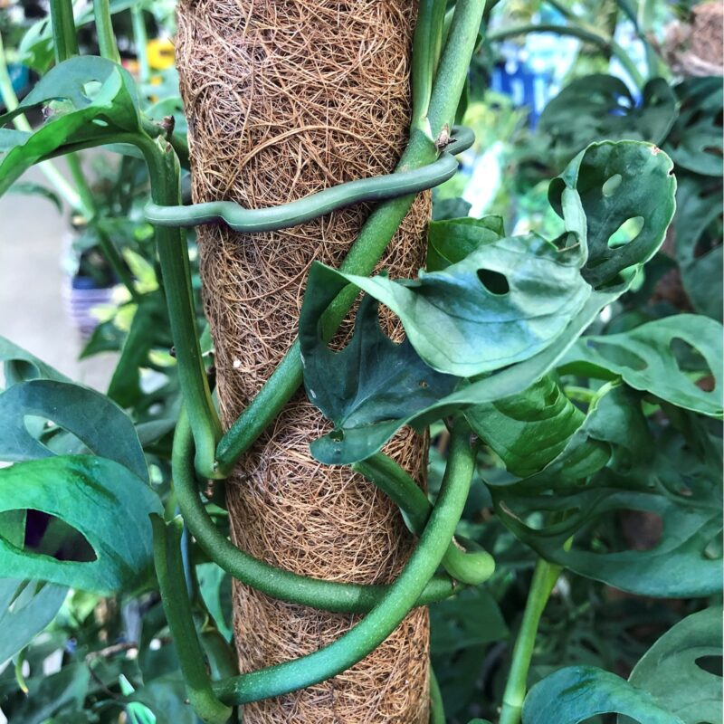 18729 Plant Star Ring