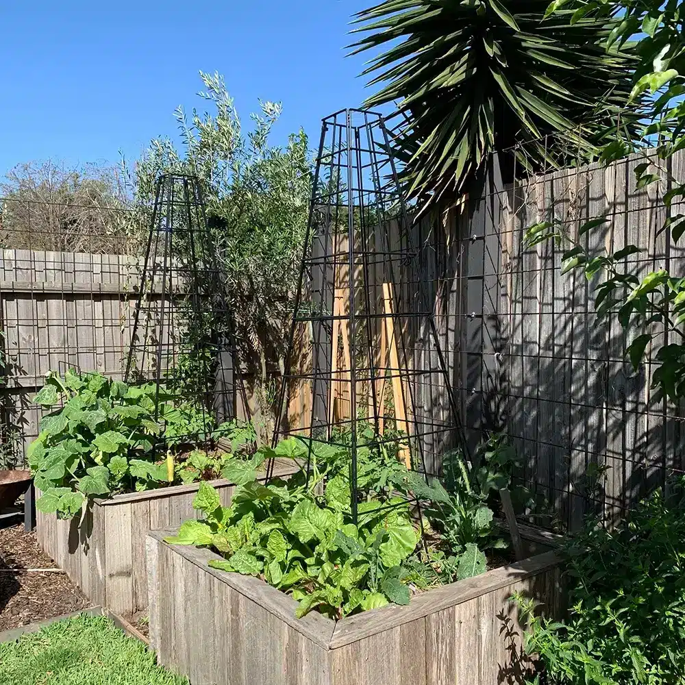 Tall garden obelisk trellis with geometric design, used as a plant trainer in a raised garden bed
