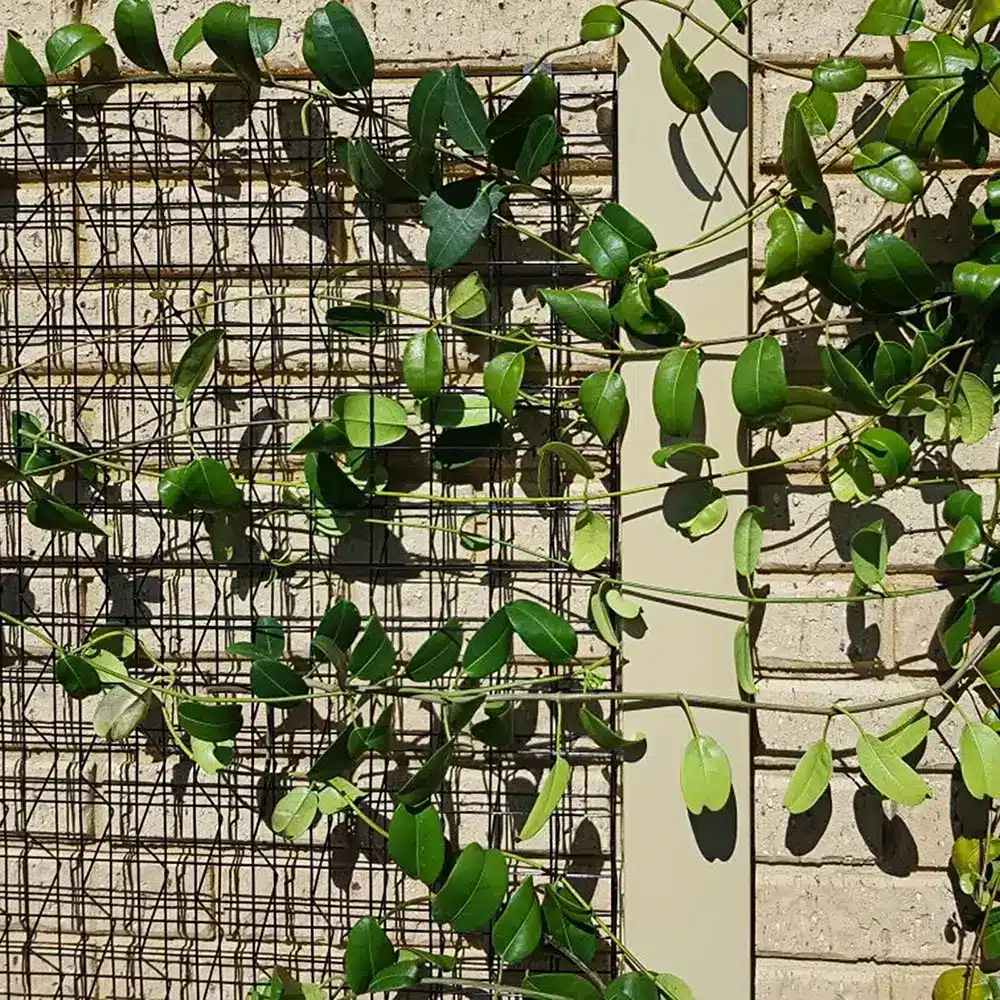 jack grip and grow 3d mesh climbing plants for shade and coverage