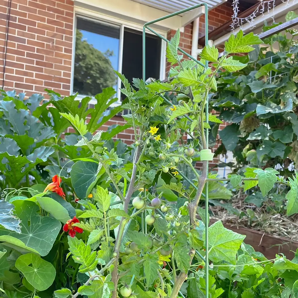 jack-mini-garden-trellis-60cm-green-crops-for-yummy-home-grown produce