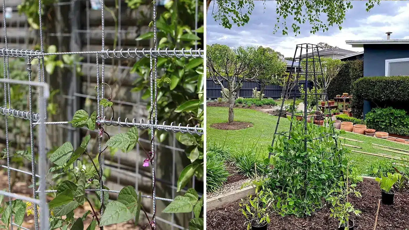 plant trellis vs plant trainer what’s the difference