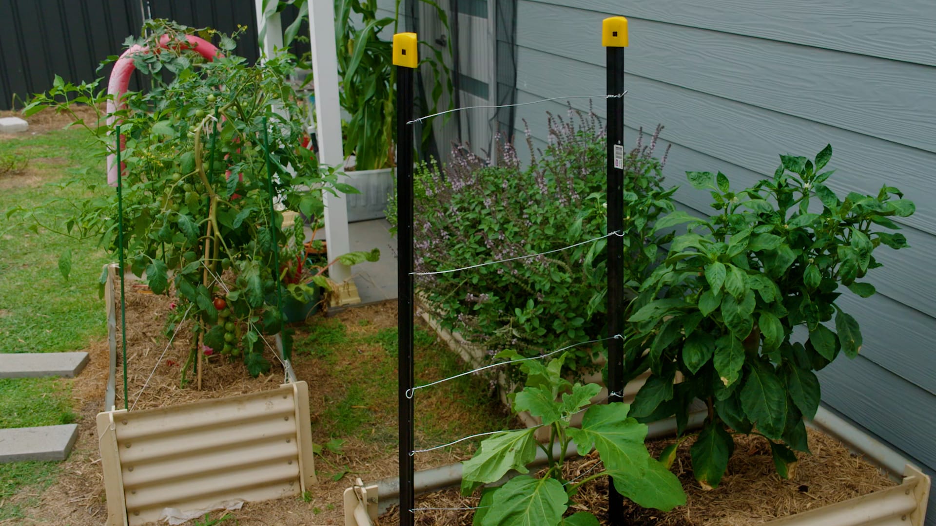 Jack How to build a garden trellis to support climbing plants
