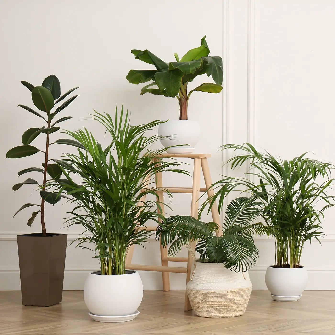 Jack looking after indoor plant varieties