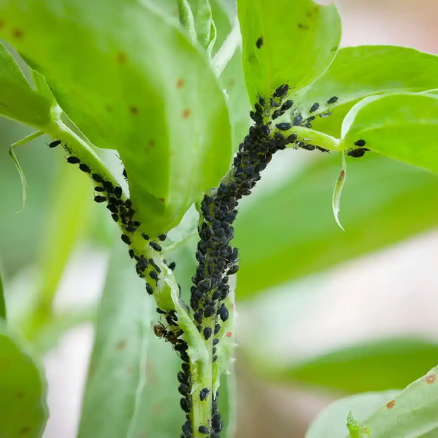 Jack ward off aphids pests weather plant protection