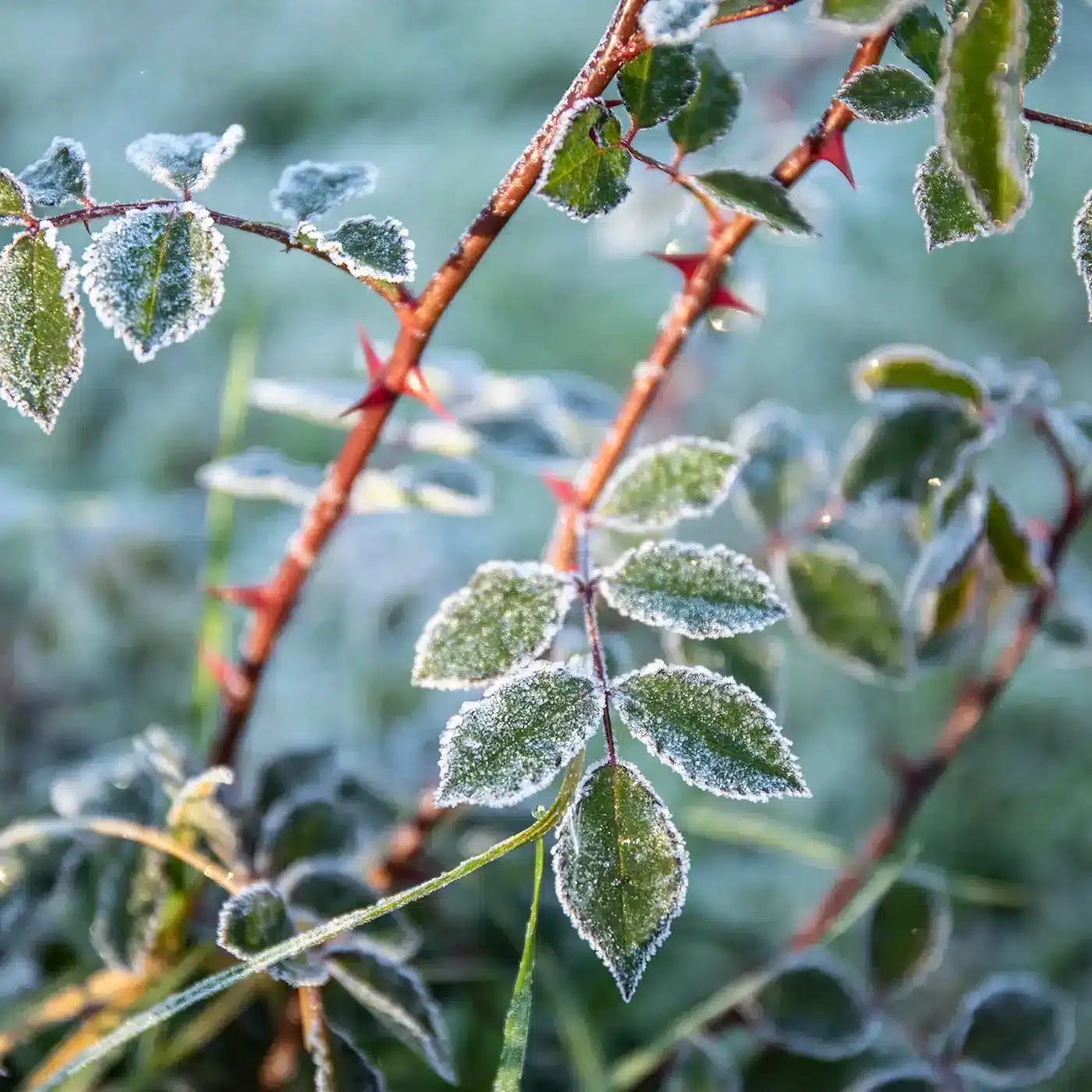 Jack ward off frost weather plant protection