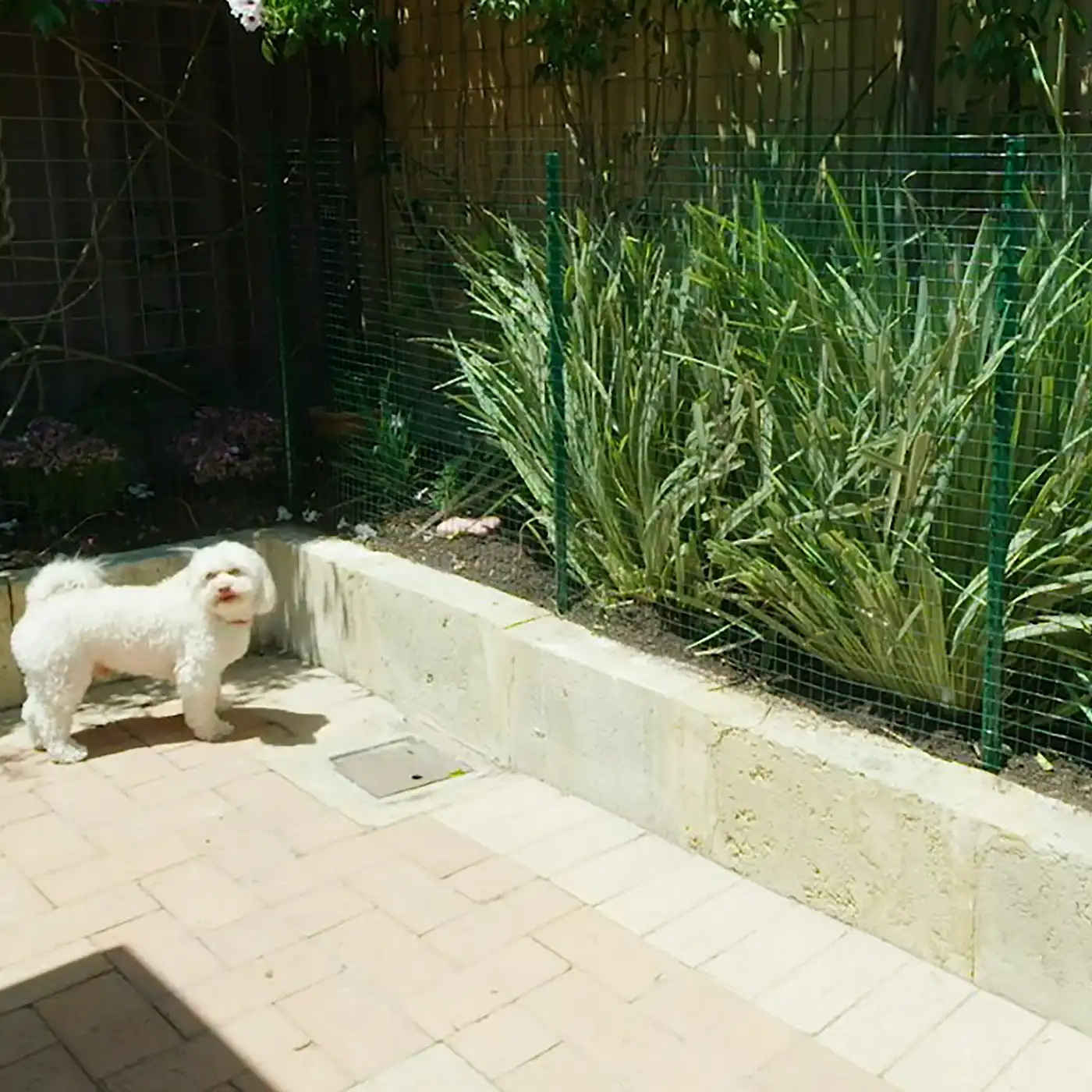 Jack ward off pets garden mesh