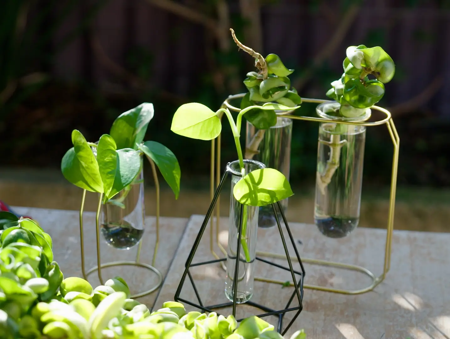 jack gardening advice plants that can be propogated