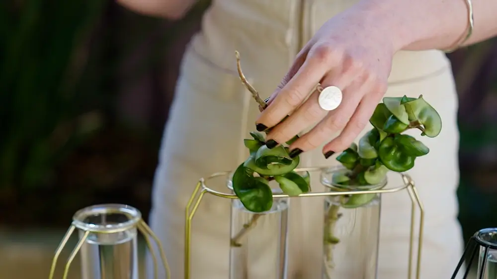 jack gardening advice propogating plants in water