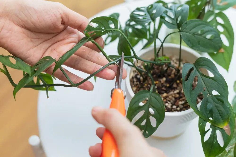 jack gardening advice where to cut propogating plants