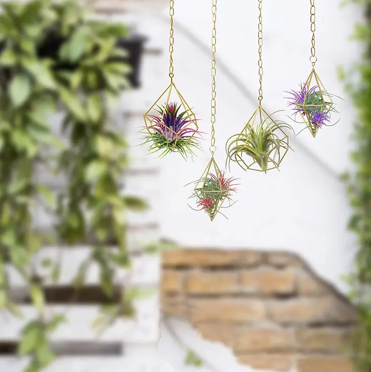 Modern air plant holders with vibrant foliage, adding vertical greenery to a stylish outdoor space