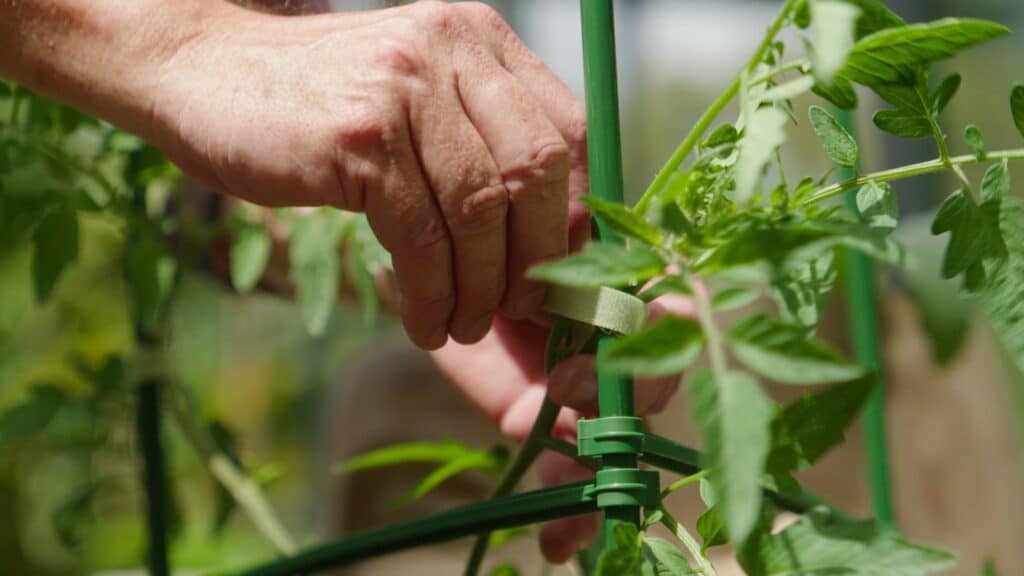 Jack plant trainers & trellis garden gurus