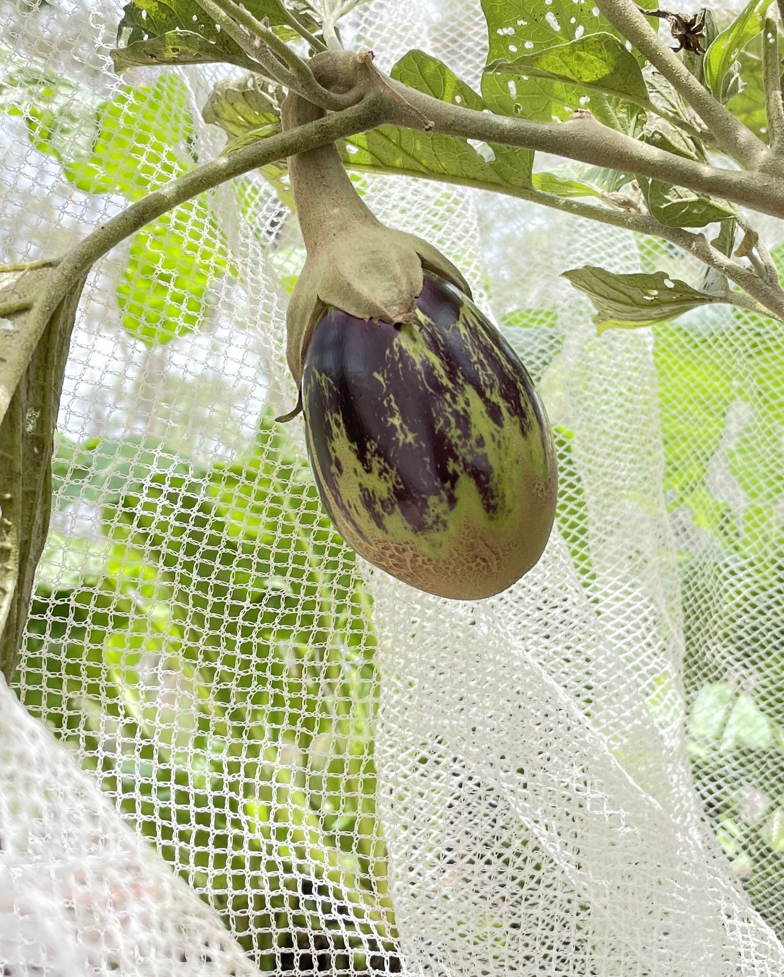 Jack chapel hill community garden project eggplant net