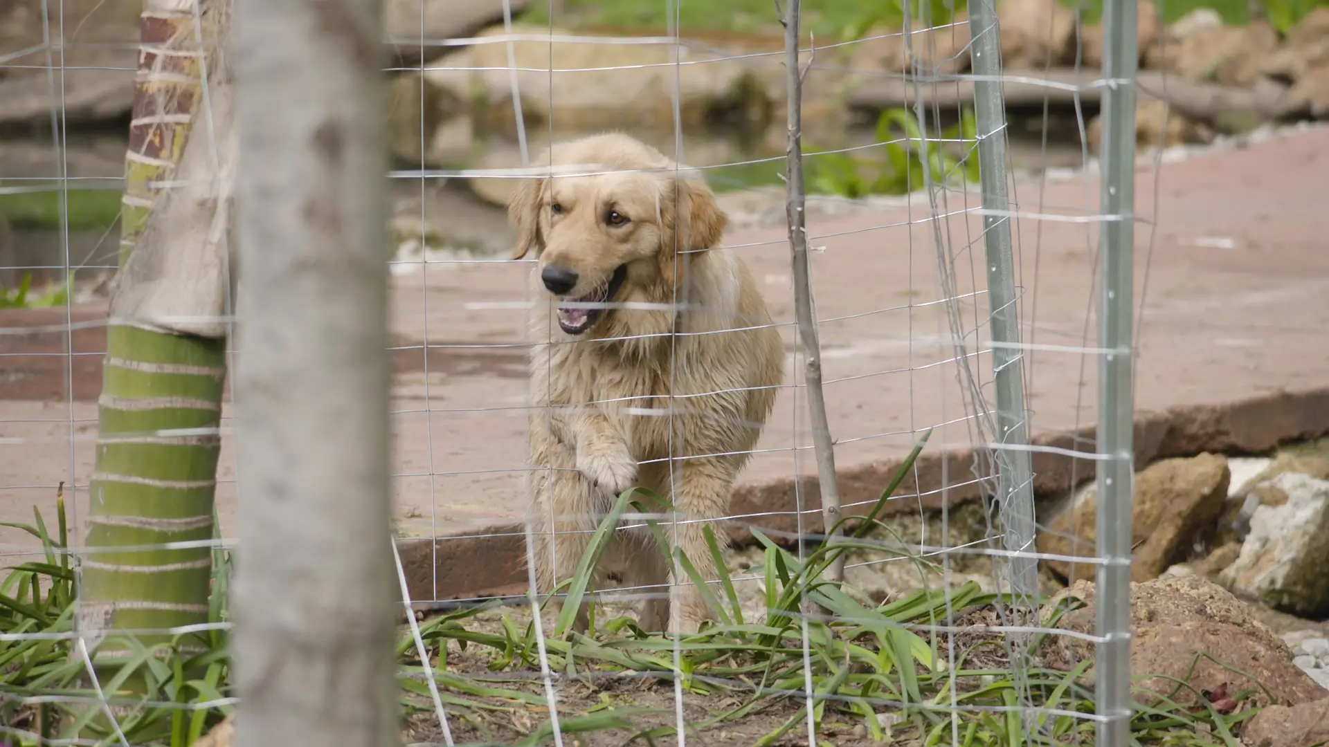 jack garden products ProSeries dog mesh