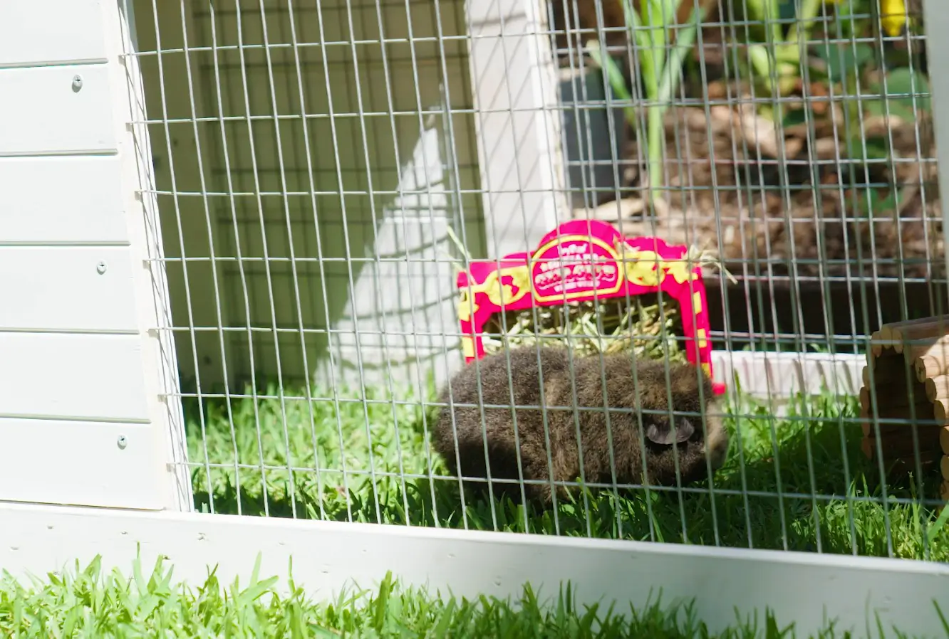 jack garden products small animal mesh guinea pigs