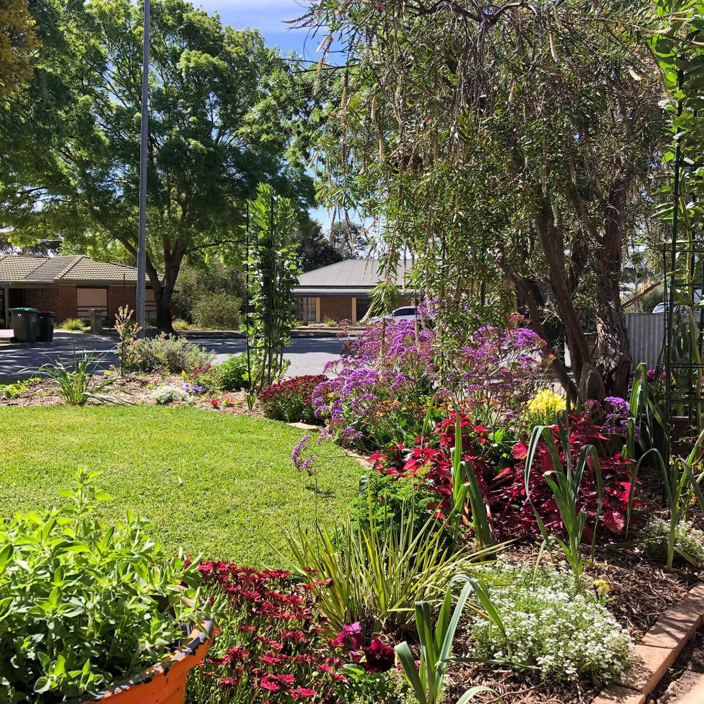 jack garden landscaping front garden flowers