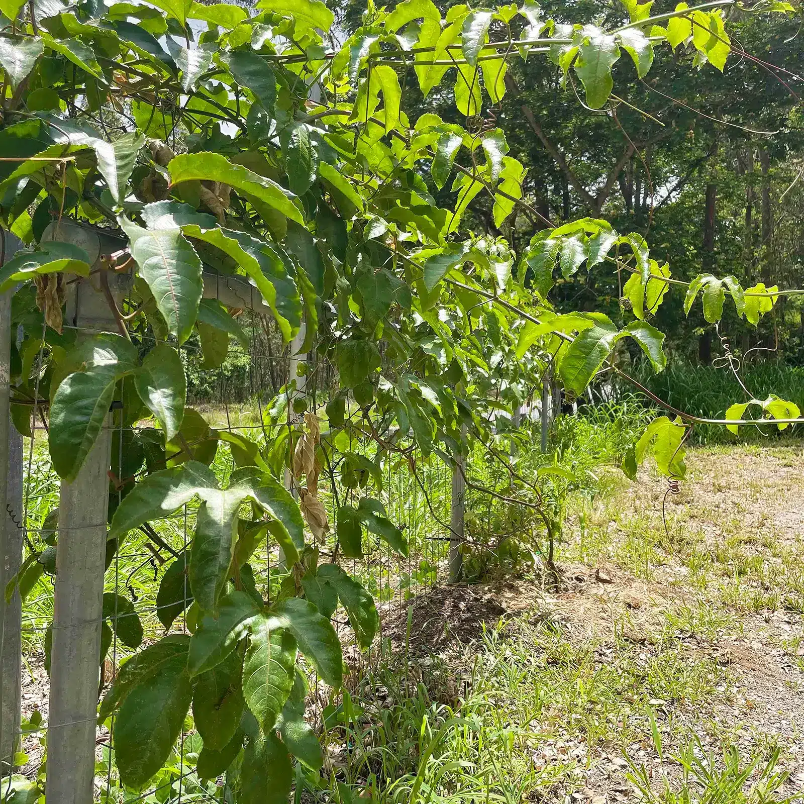 jack fencing garden fence trellis growing