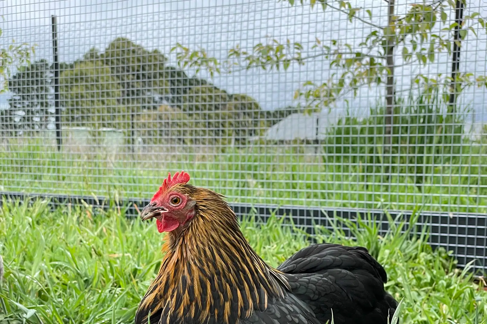 jack fencing poultry fence fox fence pest barrier