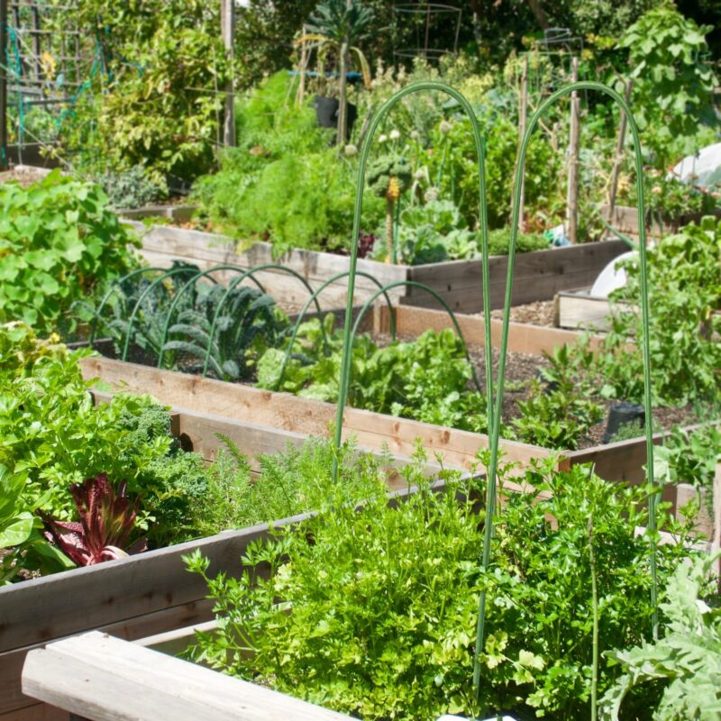 Jack Garden hoop vegetable garden18791 18790