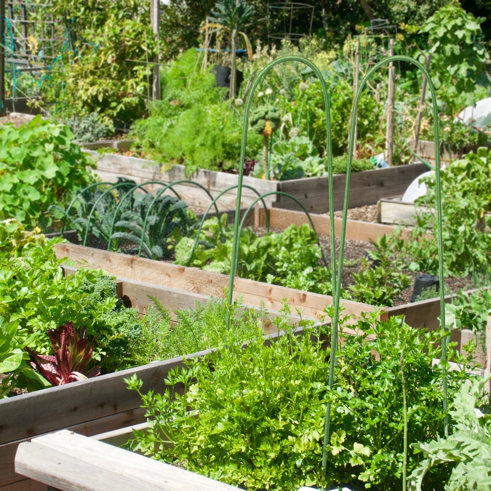 Jack Garden hoop vegetable garden18791 18790
