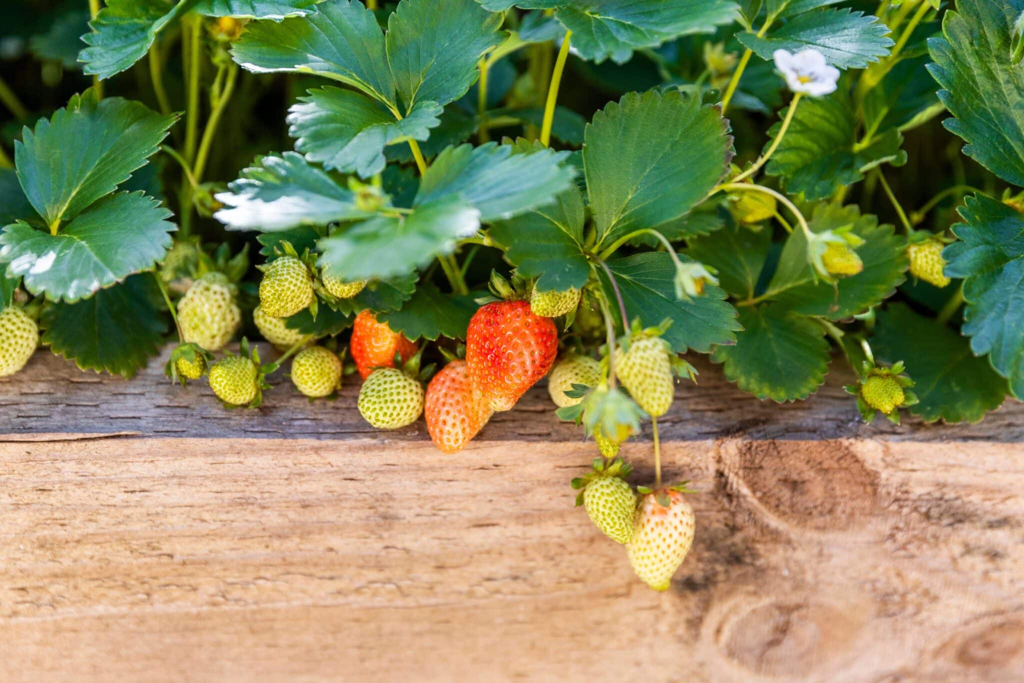 Spring Fruit Ripe And Unripe Strawberries Growing In Wooden Raised Bed