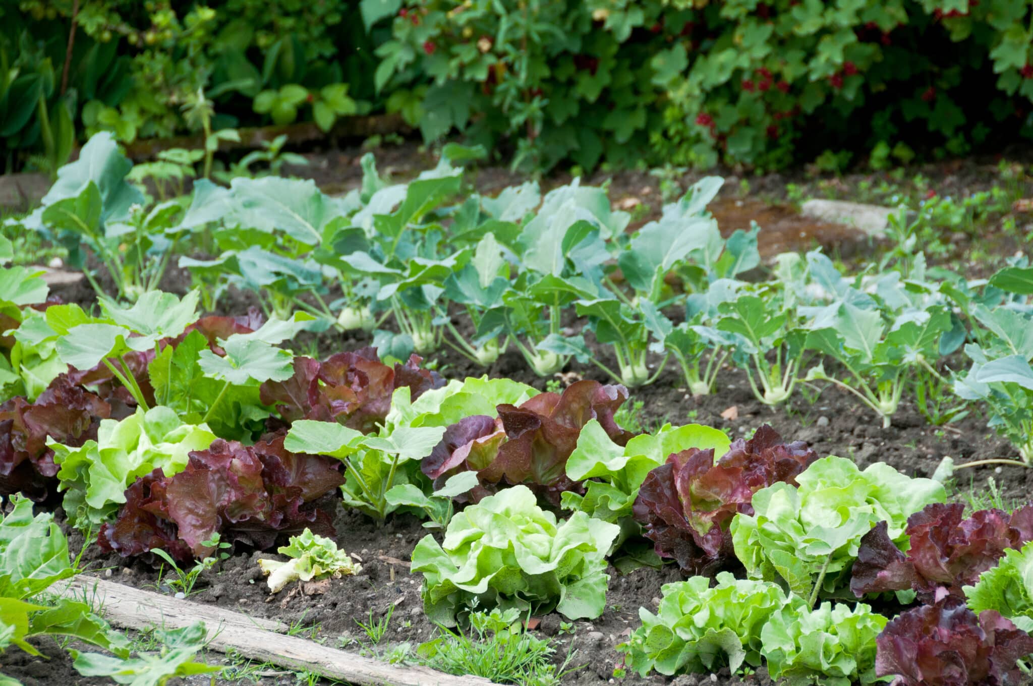 Lettuce vegetable garden spring planting