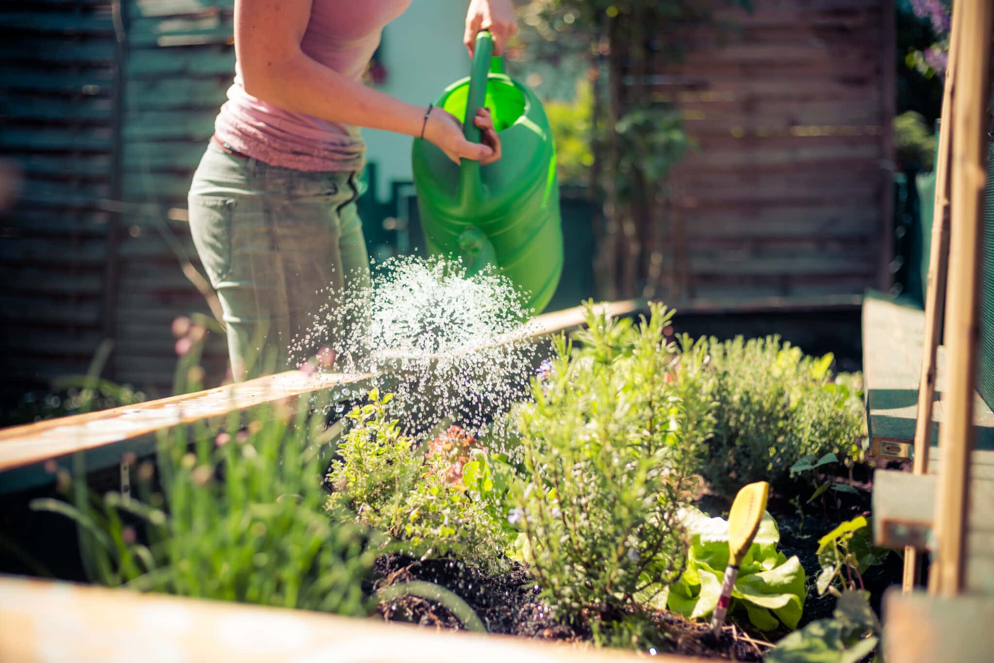 Watering Spring Vegetables And Herbs In Raised Bed Fresh Plants