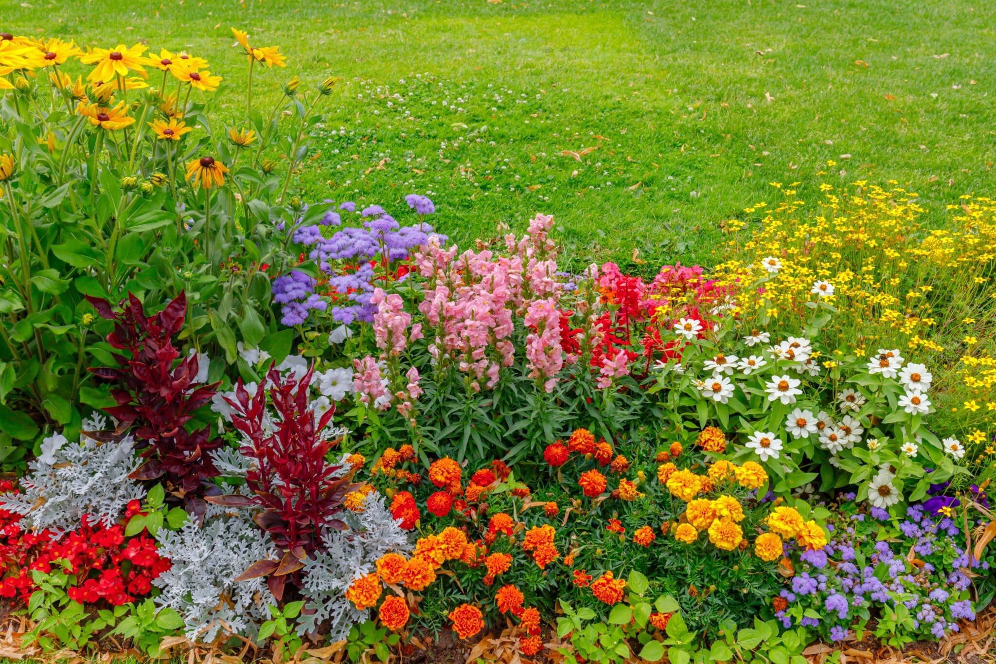 summer happy plants
