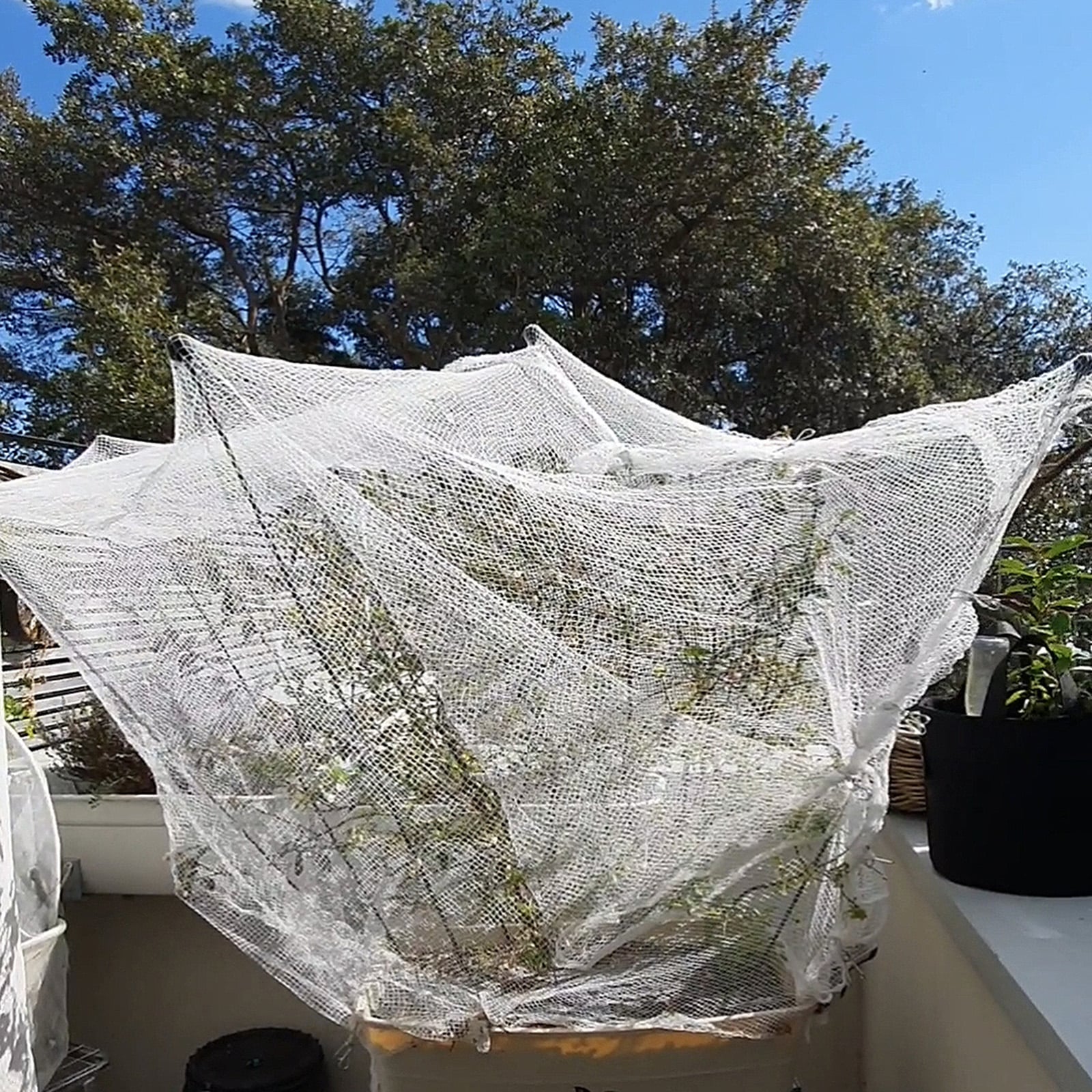 Regency stakes and netting used to protect blueberry plants in a raised garden bed, featured by Up On The Roof Top.