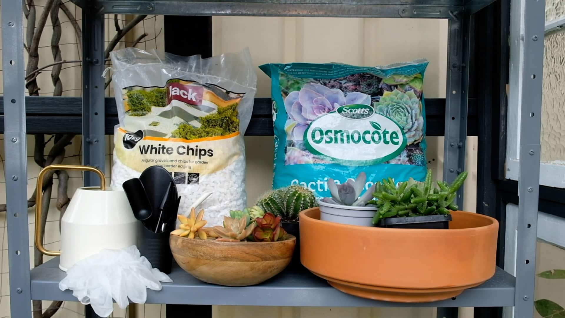 indoor succulent garden
