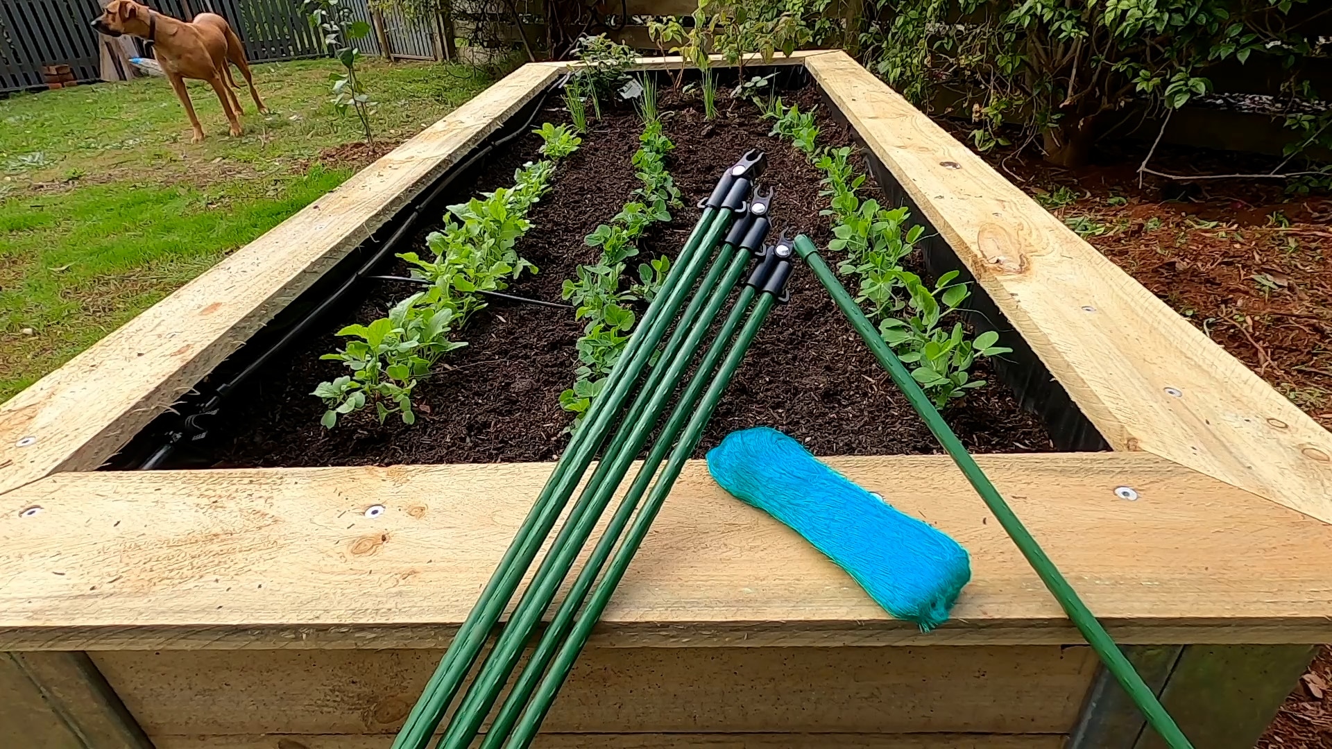 Pea and bean plants growing on wooden trellis in raised backyard garden bed, surrounded by mulch and greenery.